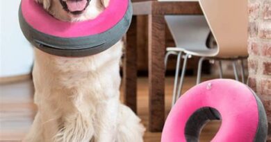 A dog wearing a Migo Pets Donut Pillow Dog Collar