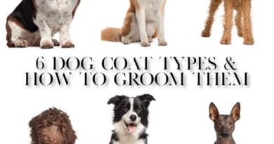 The type of coat your pet has