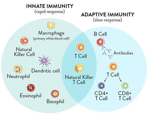 Immune Function