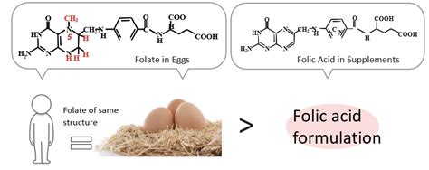 Folate-Enriched Yeast