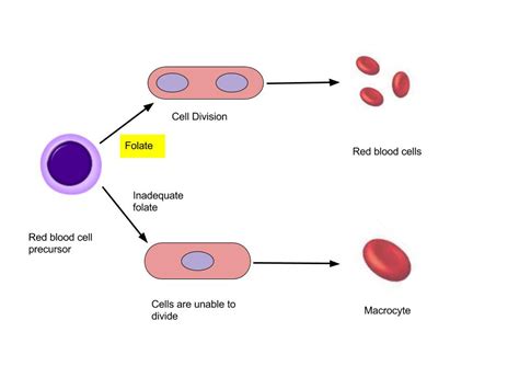 Folate and Improved Red Blood Cell Production