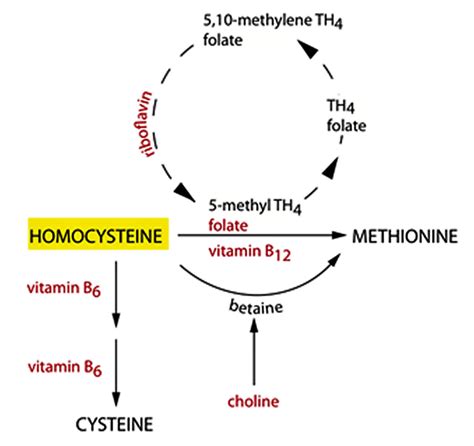 Folate and Reduced Homocysteine Levels