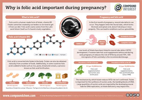 Folate is only important for pregnant women